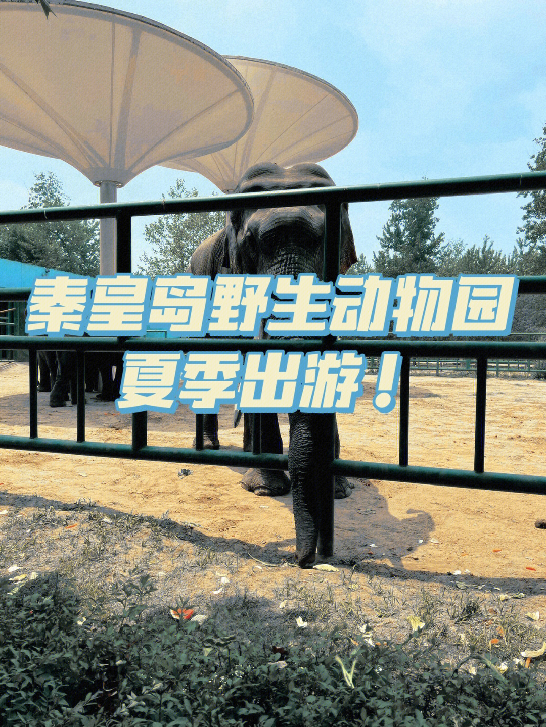 夏天不可错过的好去处秦皇岛野生动物园