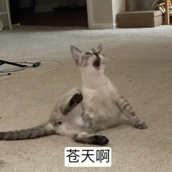 猫咪敷衍表情包图片