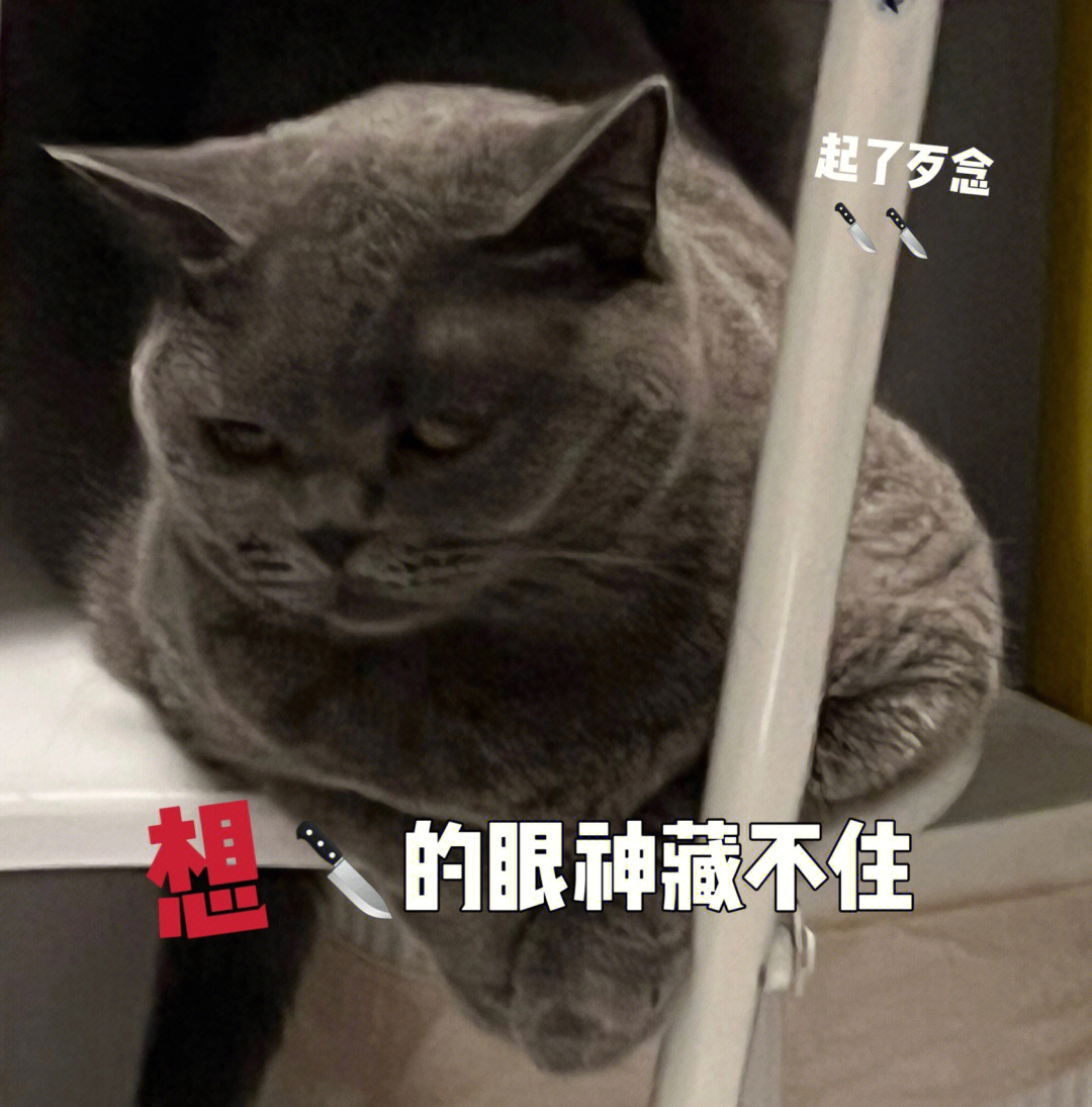 蓝猫怎么这么多变小表情超级多hhh忍不住爱了