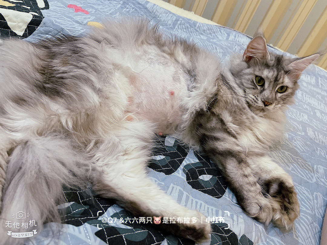 缅因猫髋关节发育不良图片