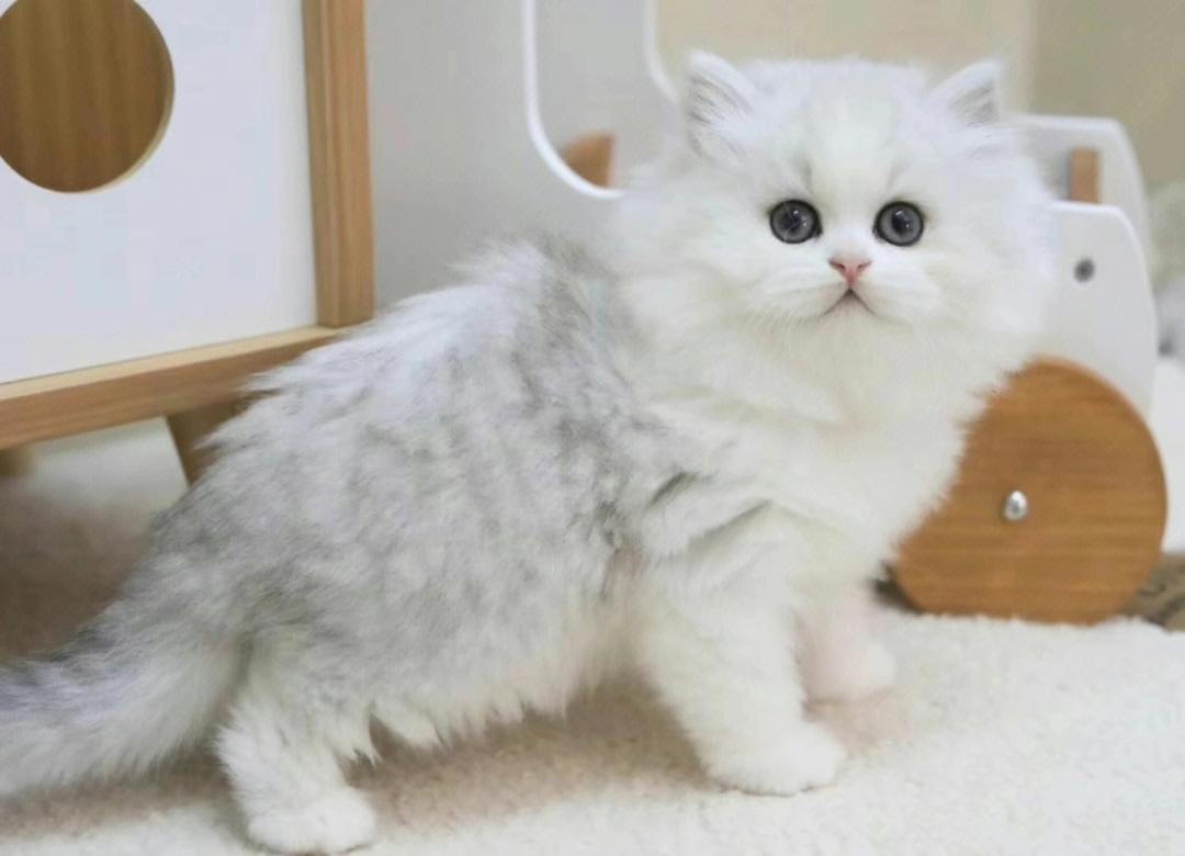 精品长毛银白猫高地猫