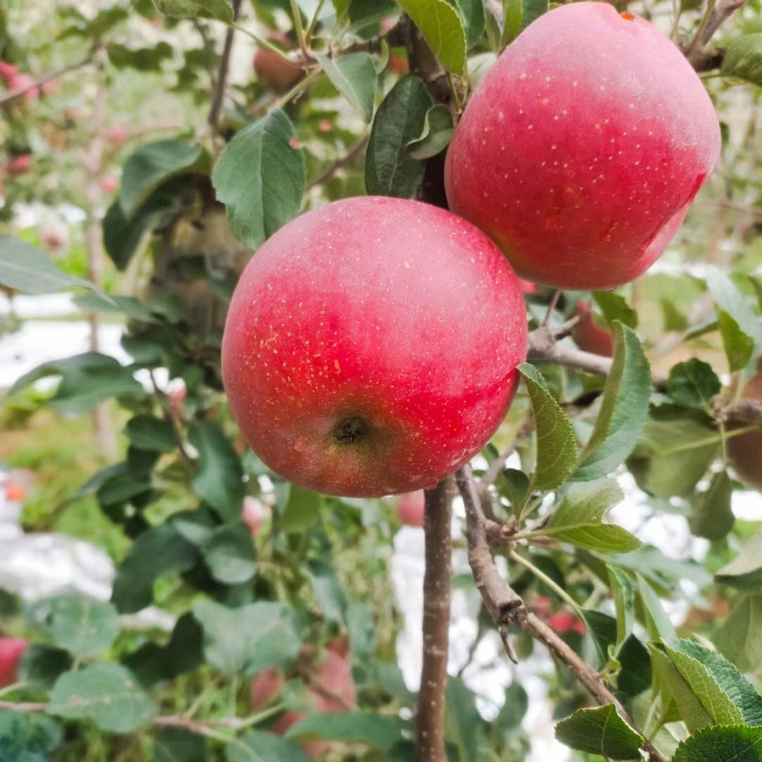 这么好的苹果是真的没熟吗
