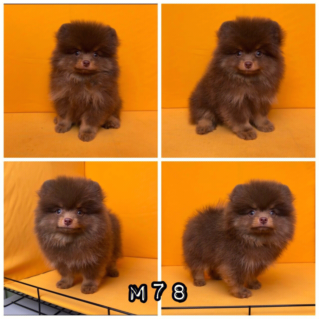 褐色博美犬pomeranian