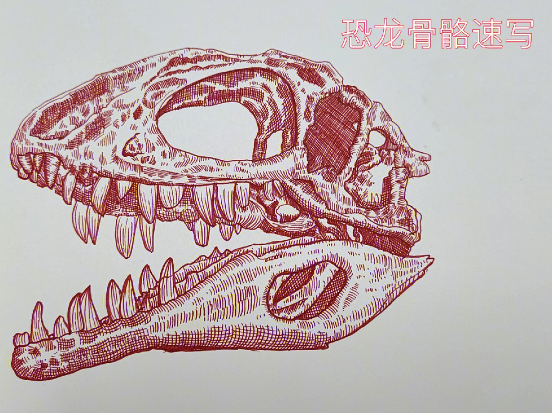 最近就画了个恐龙03头恐龙化石恐龙骨骼