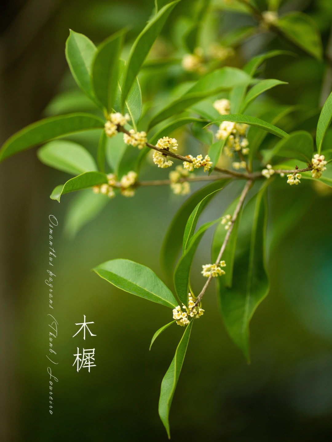 木樨桂花秋分