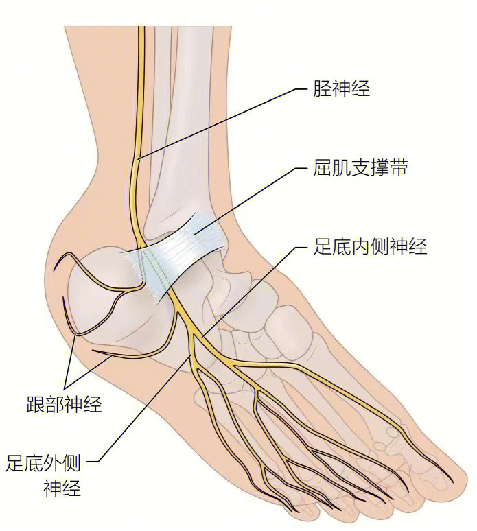 踝管构成图片