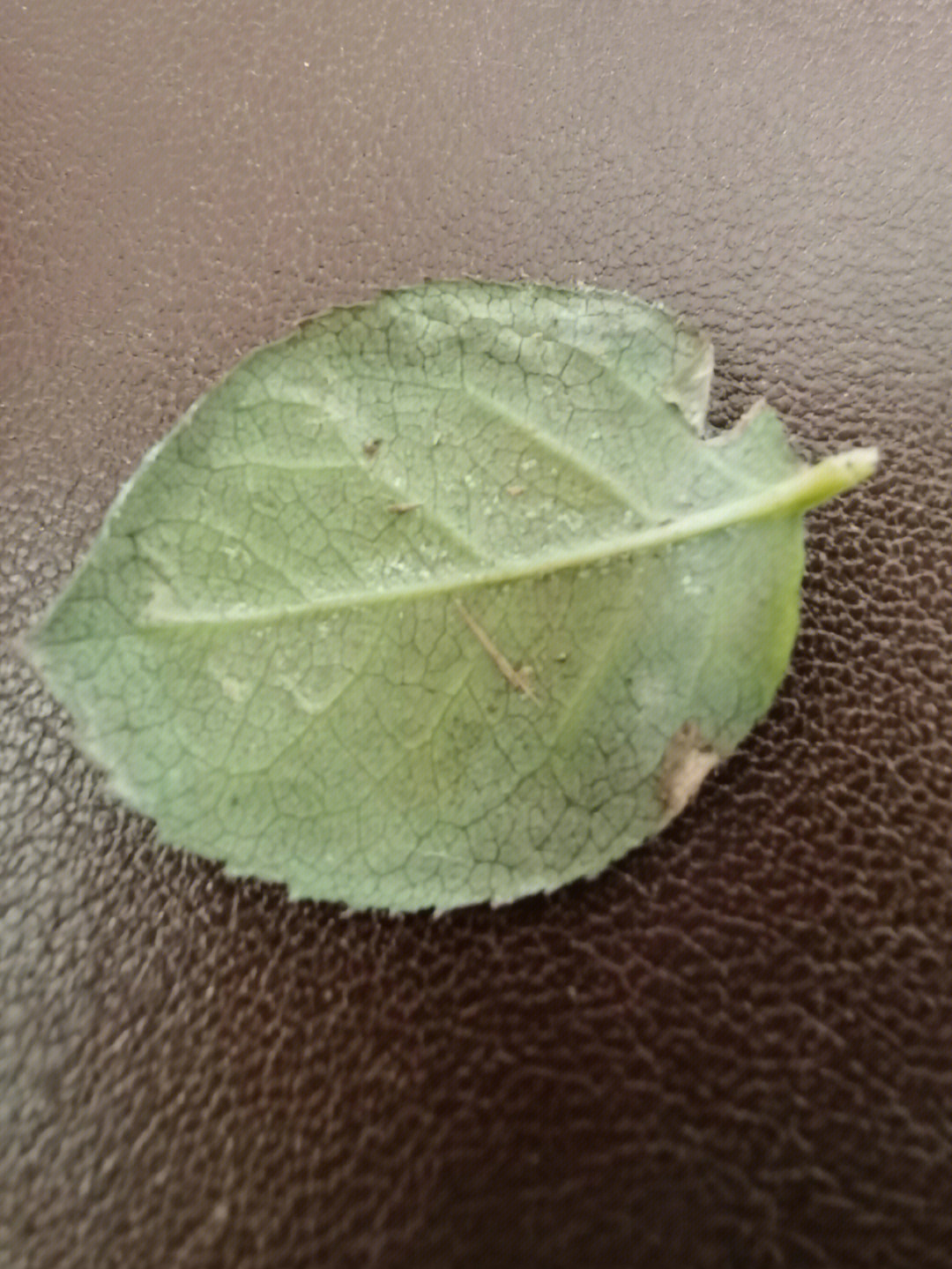 花友们月季叶子发黄背面有白点是红蜘蛛吗