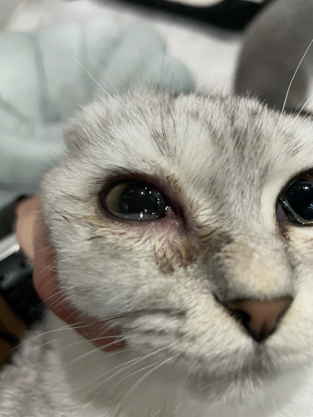 猫咪眼睛好像发炎了,该用什么药?求指教