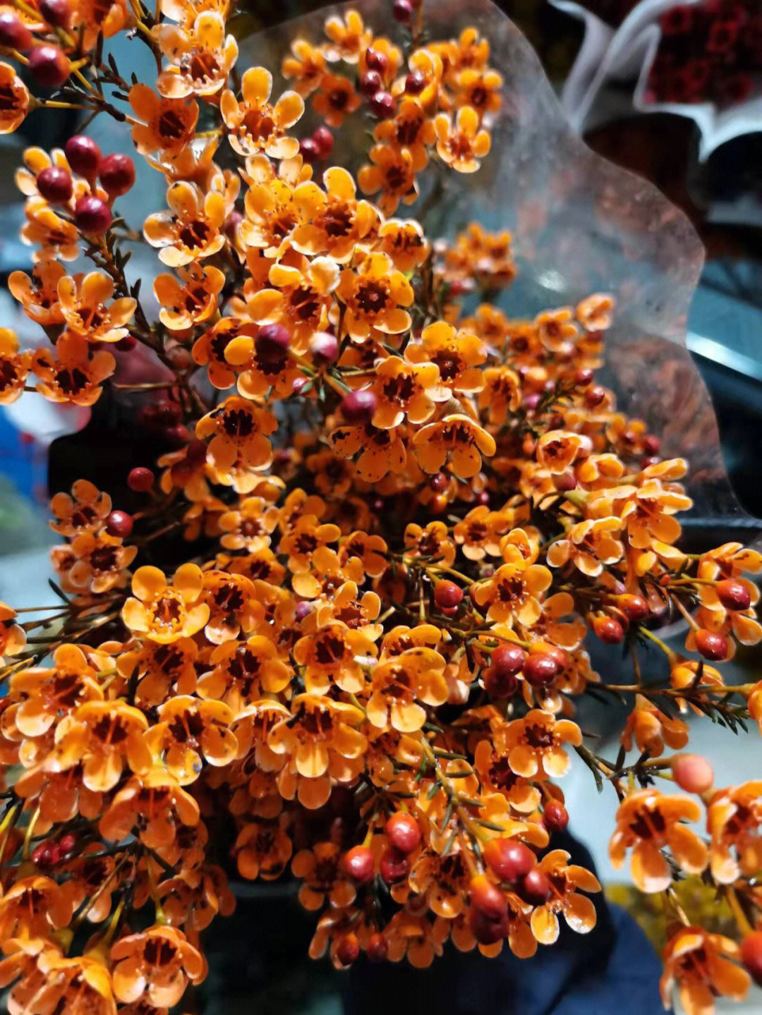 澳洲腊梅澳洲腊梅的花语是高洁,坚贞,之所以有这样的花语,主要是澳洲