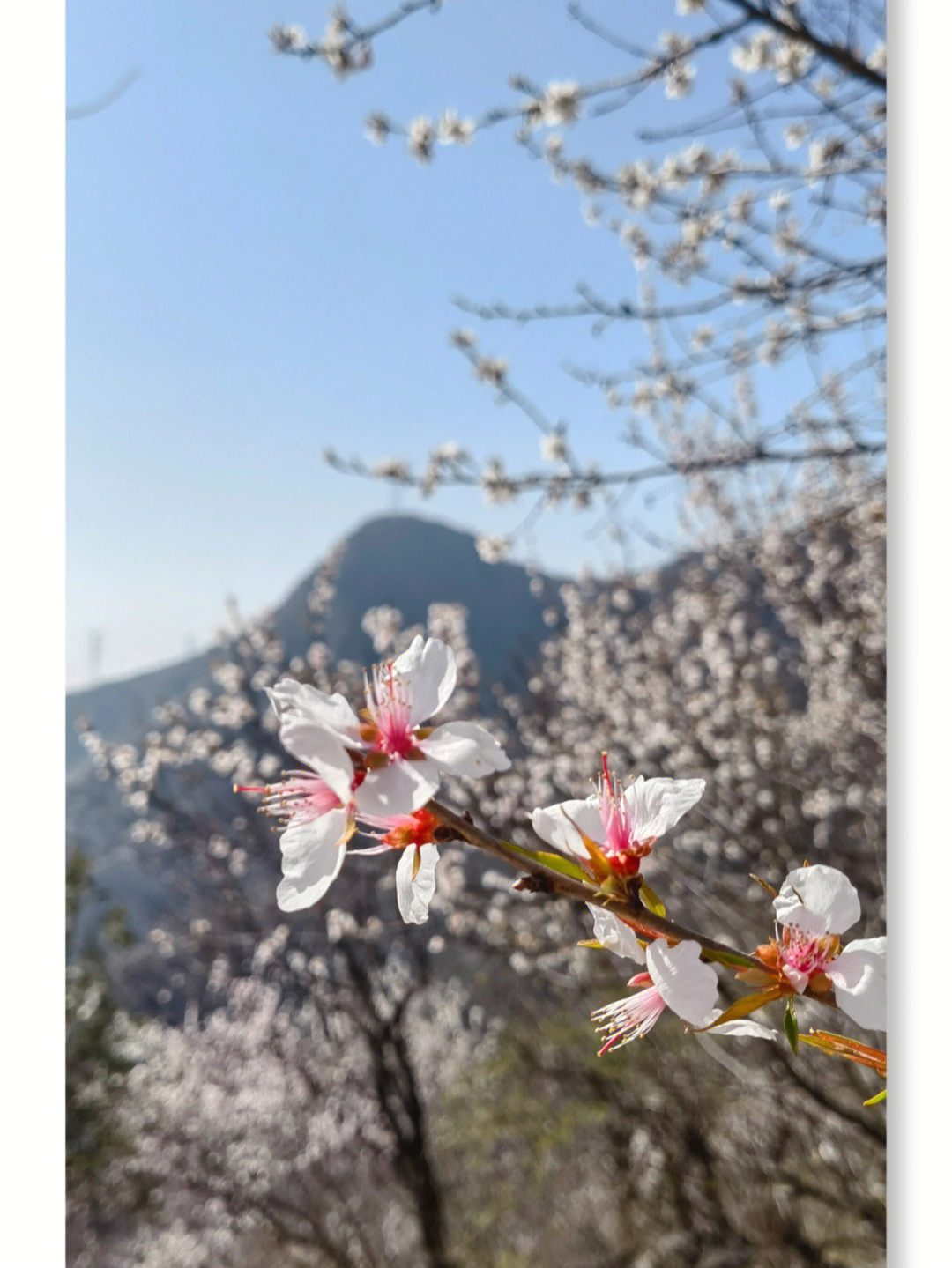 阳台山大觉寺图片