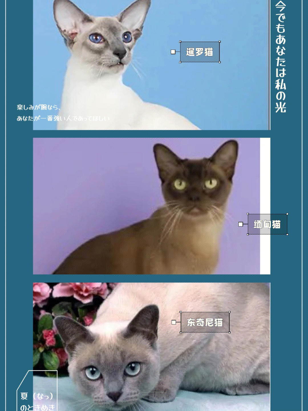 东奇尼猫价格图片