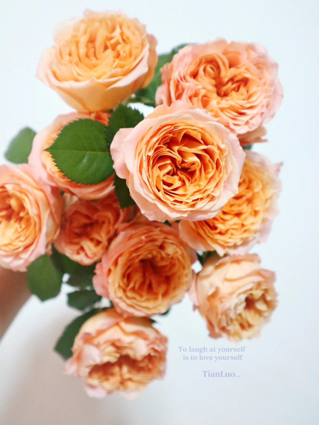 杏色蕾丝多头玫瑰花语图片