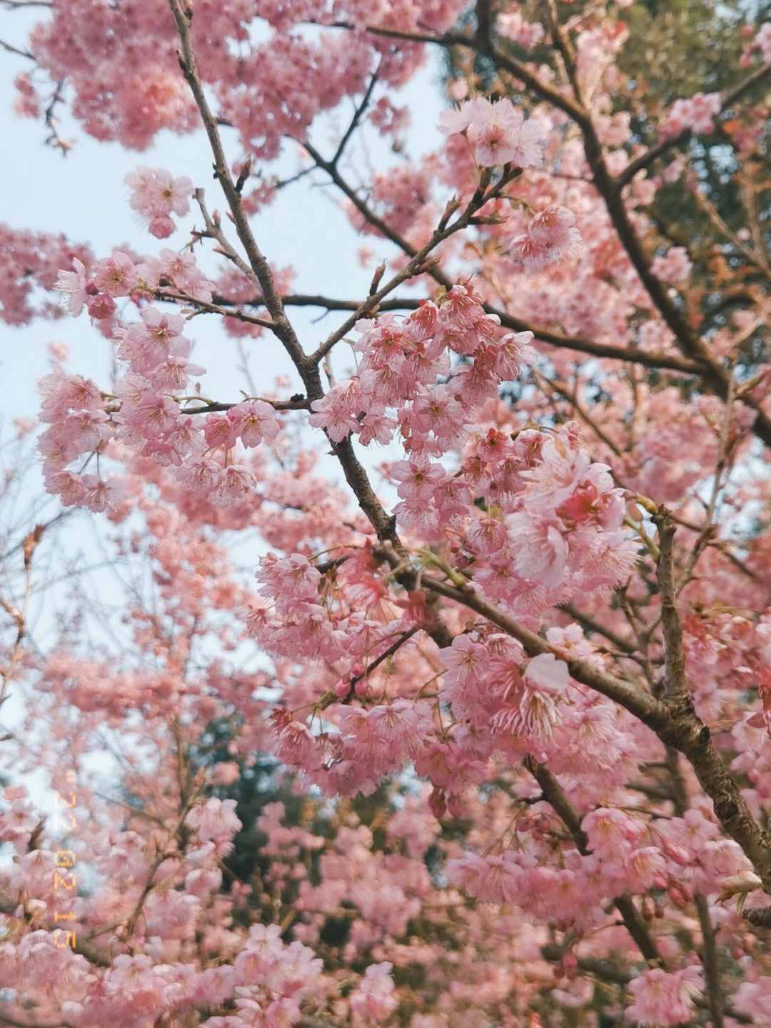 南山实验学校樱花图片