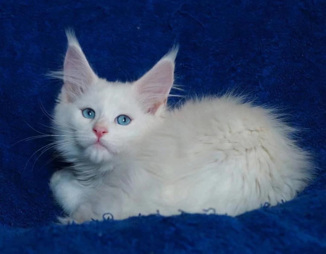纯白蓝眼缅因猫