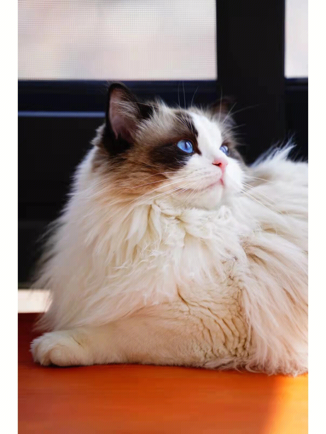 布偶公猫体重图片