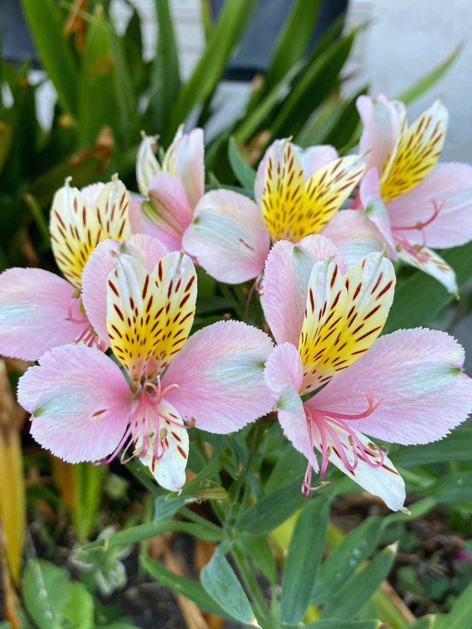 水仙花的别名图片