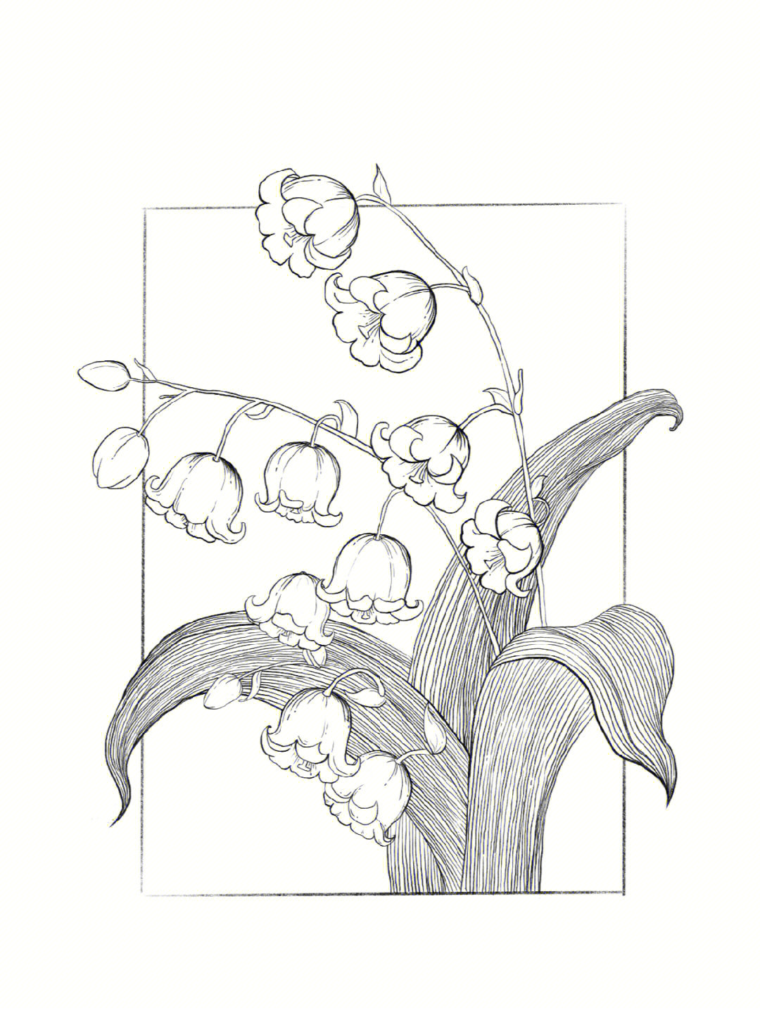 铃兰花的种子简笔画图片