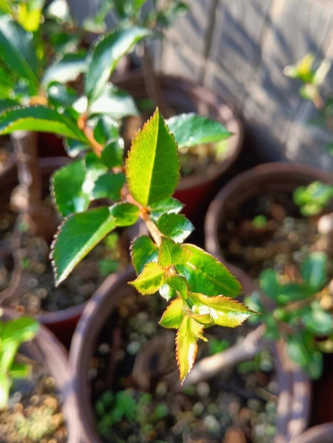 姬小町长寿梅开花图片图片