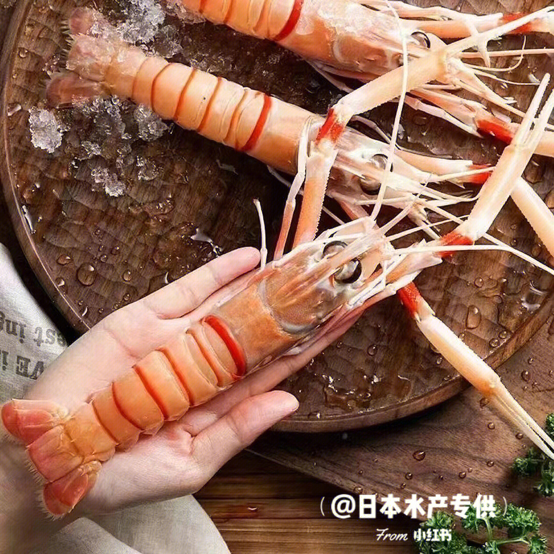 上海新西兰鳌虾断货图片