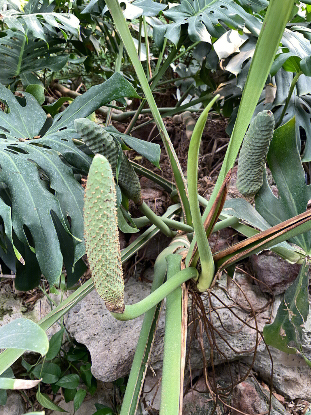 龟背竹开花寓意图片