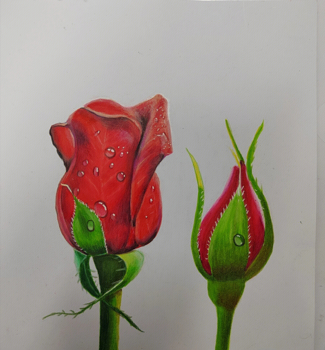 彩铅画玫瑰立体图片