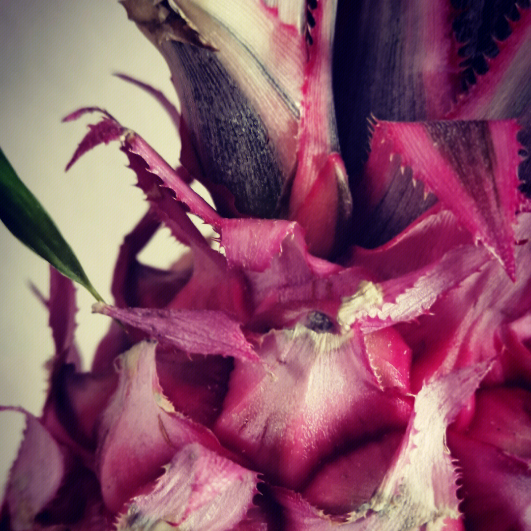 粉菠萝花语图片