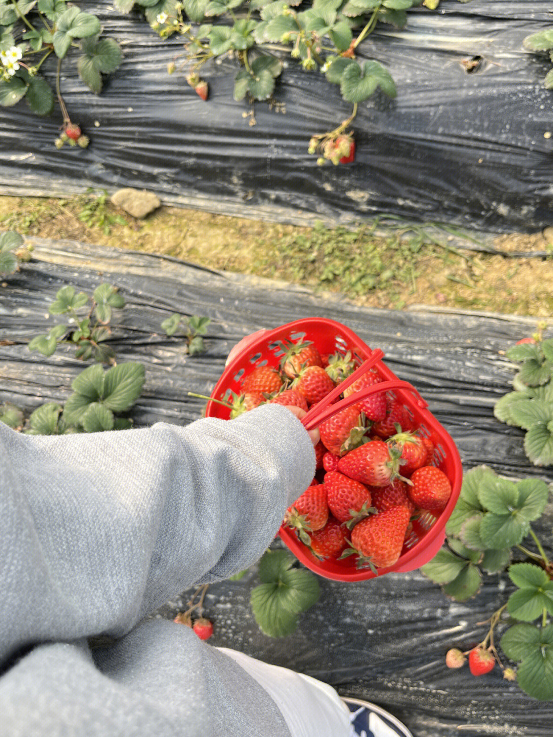 这两天天气很好 刚好也到了草莓91采摘的季节就去了渝北玉峰山72
