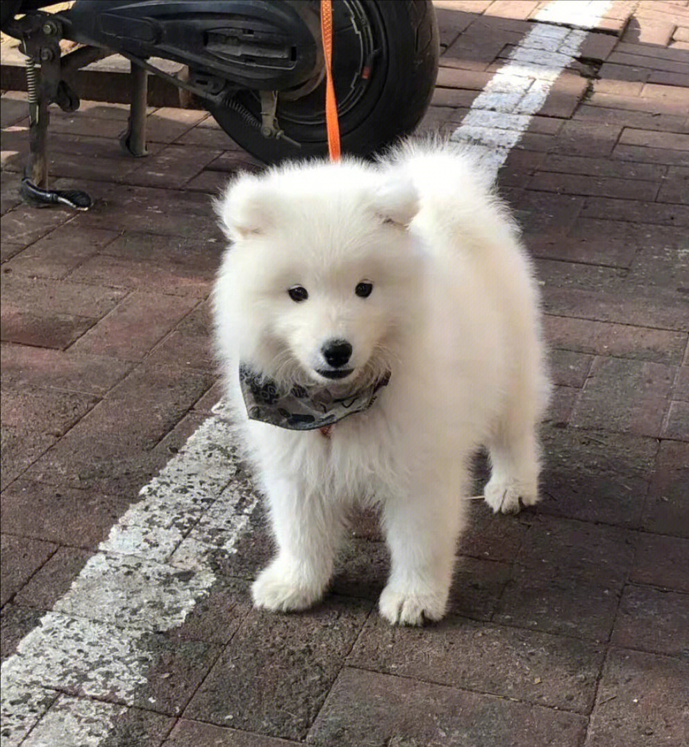 萨摩耶幼犬有喜欢的吗领养价找新家