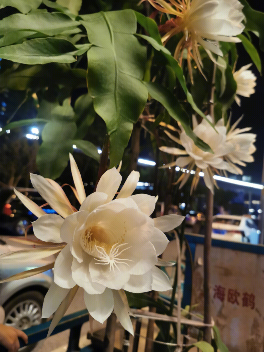 家门口一老婆婆种的昙花,7:00还是花苞,9:00已经完全盛开.