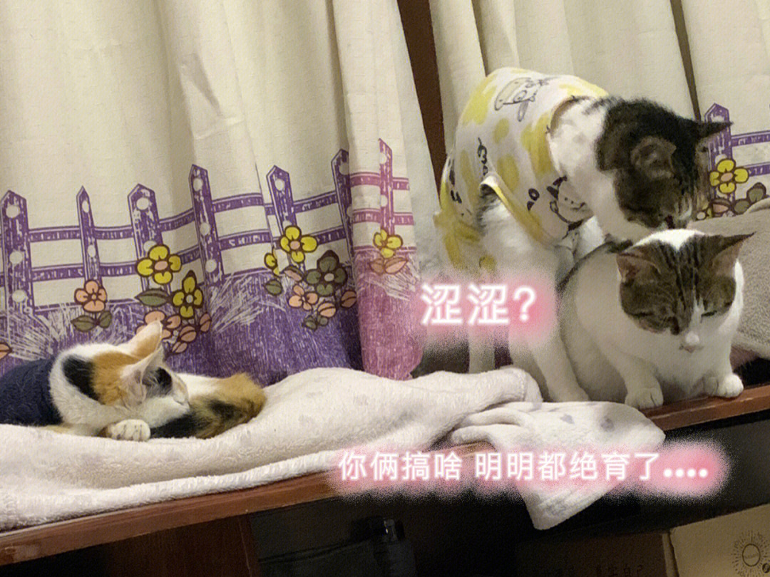 嗯怎样才能停止捡猫呢