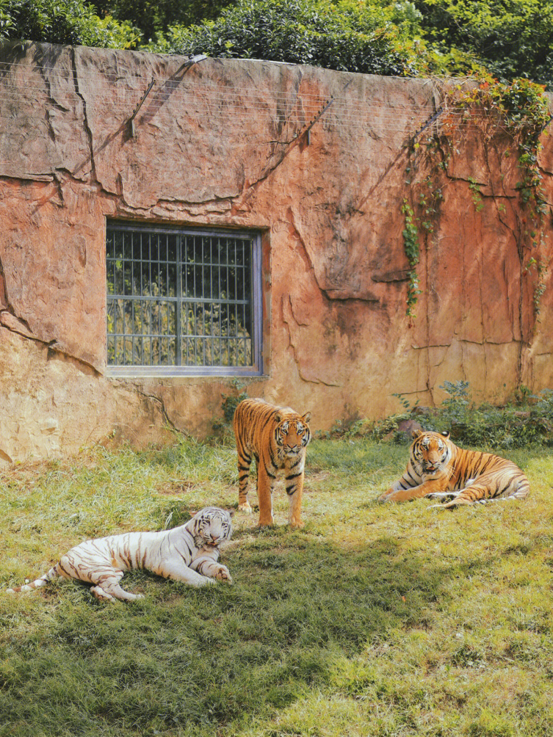 无锡动物园内部图片