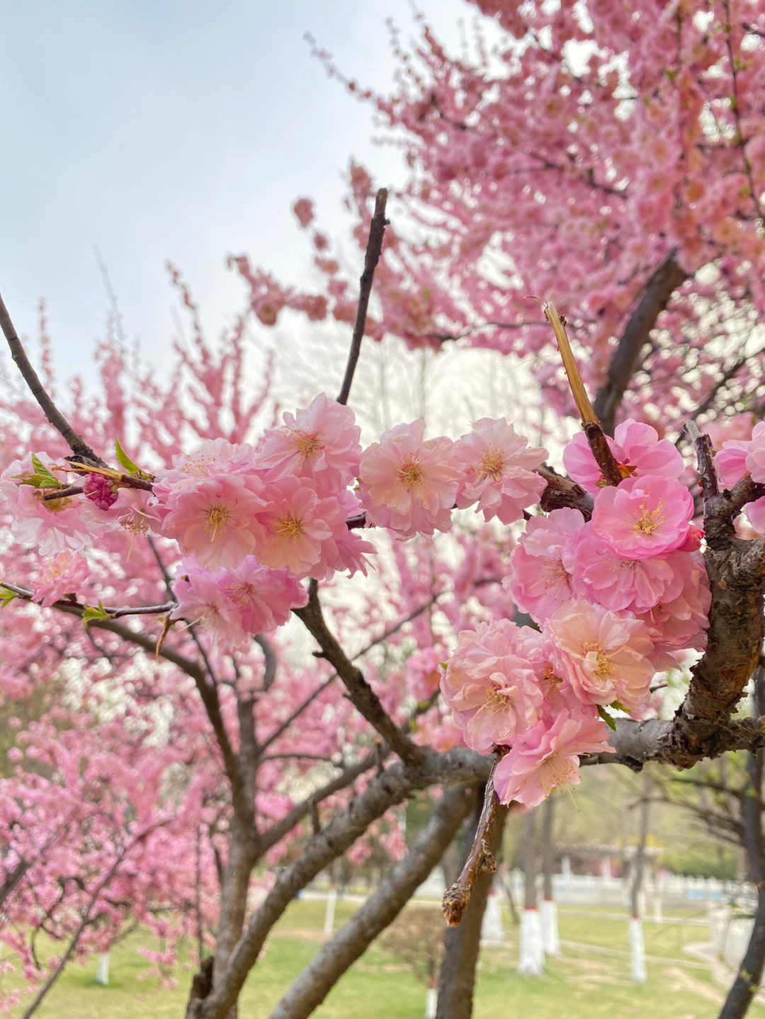 桃花都开了~空气中弥漫着芳香气味~真好#春天