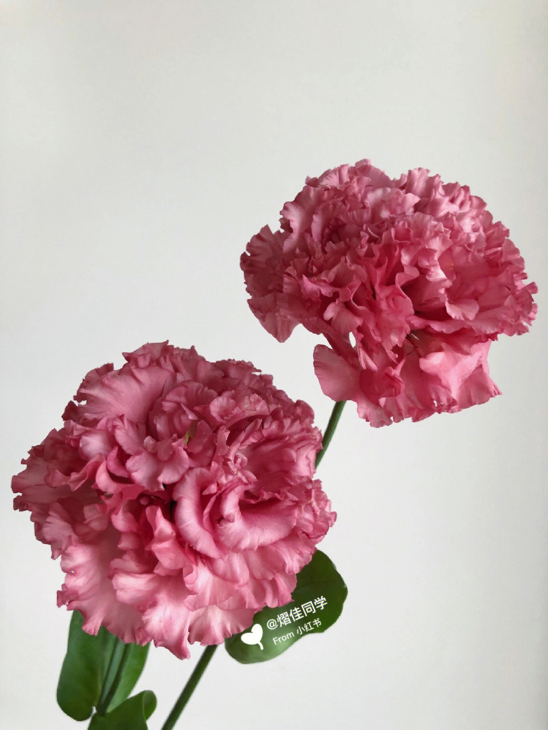 红色桔梗花的花语图片