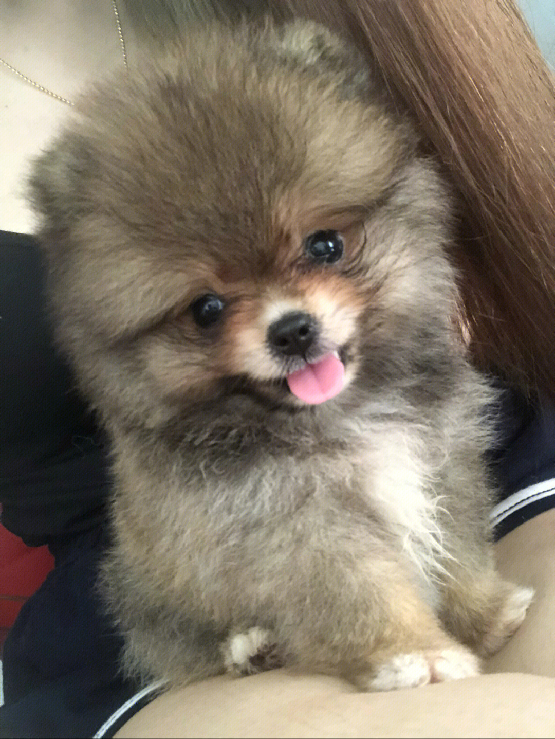 博美幼犬尾巴很短图片