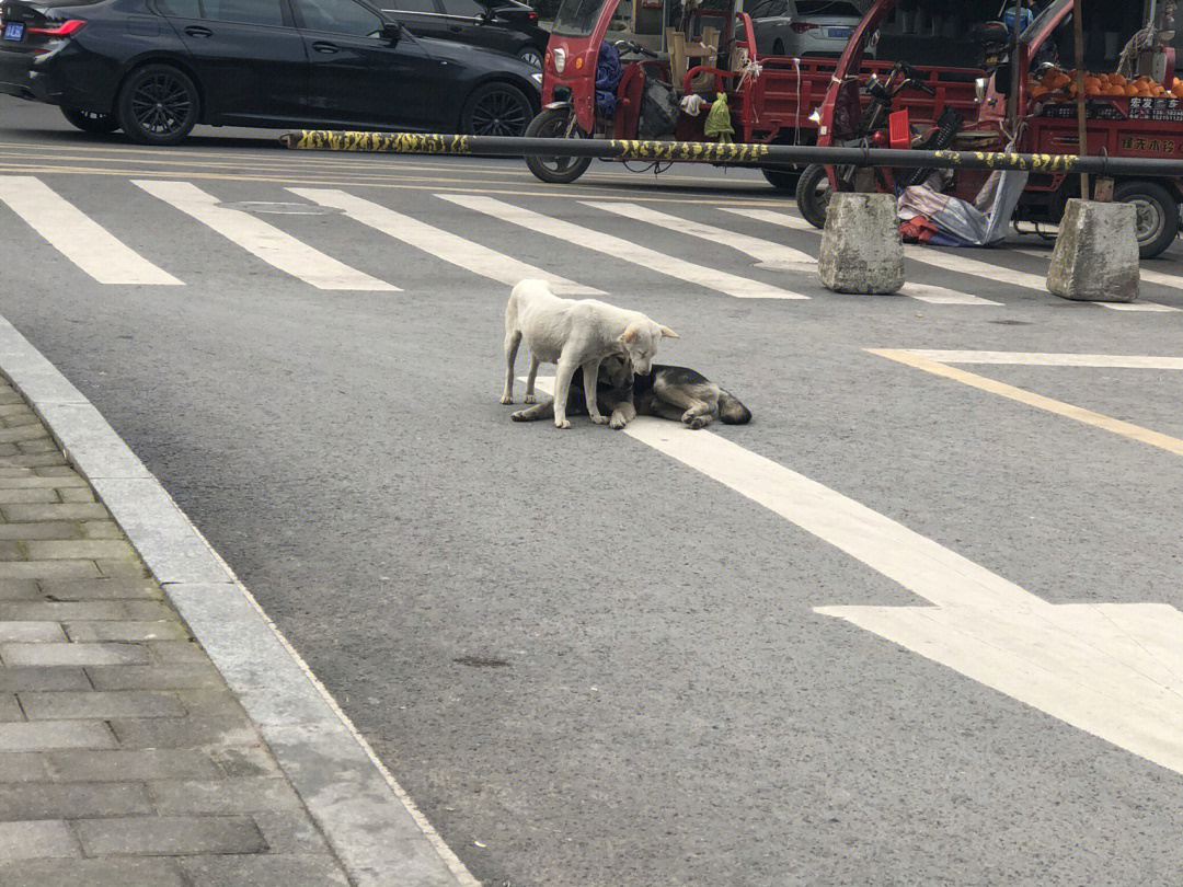 亚历山大流浪狗台湾图片