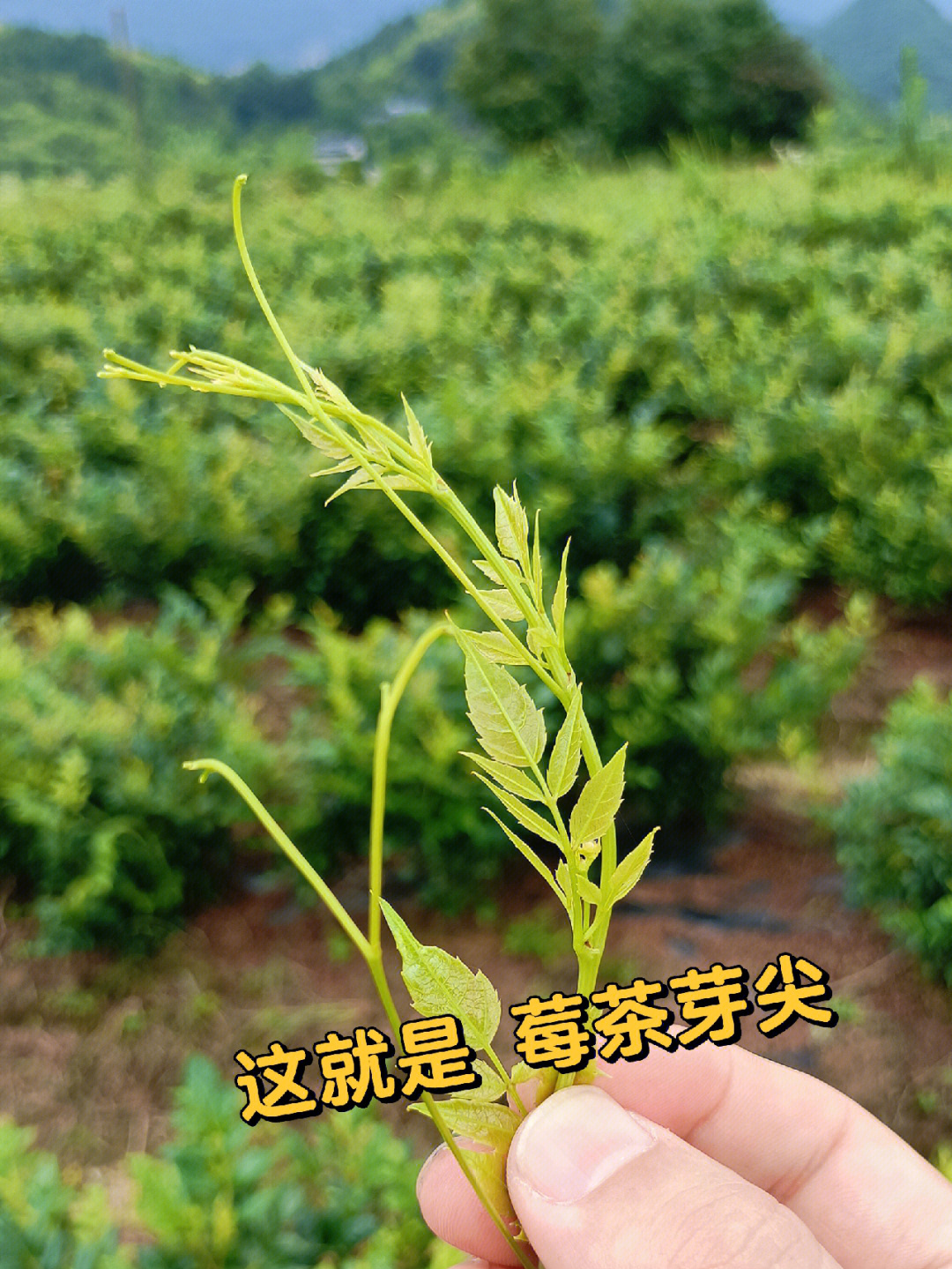 莓茶鲜叶是这个样子的