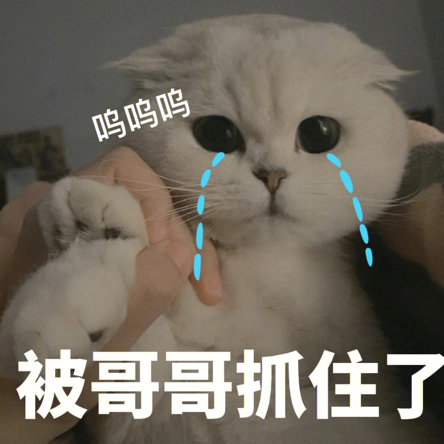 呜呜呜要被哥哥抓走了小猫咪表情包