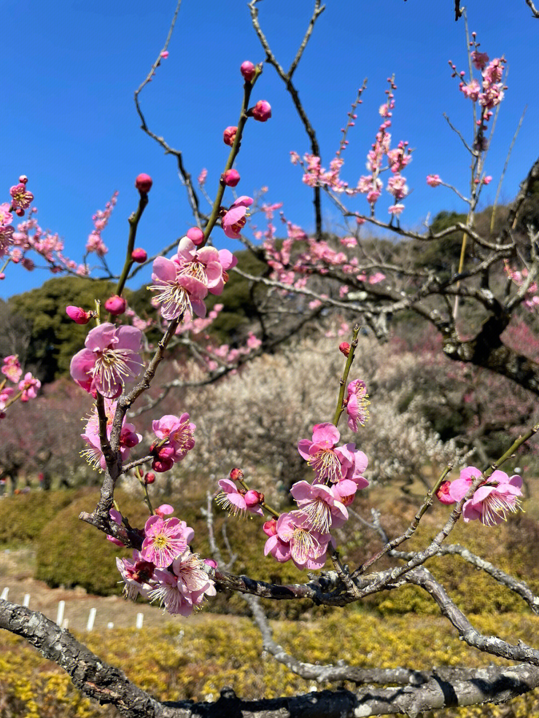 三年级观察植物梅花图片