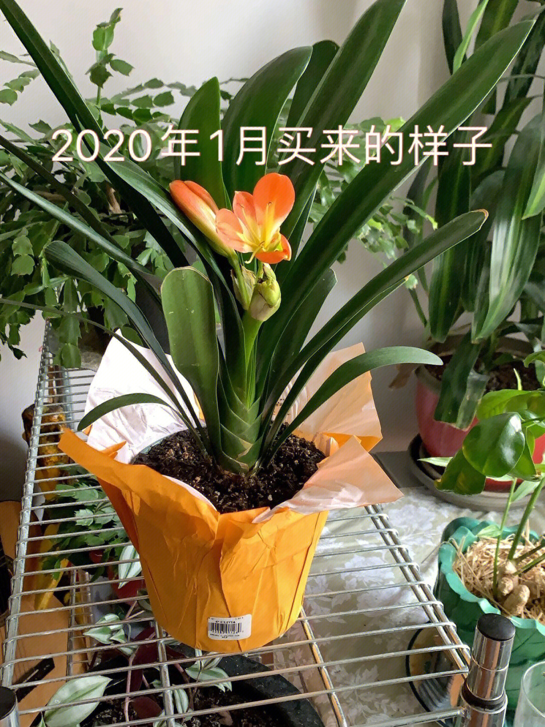 植物记录卡君子兰图片