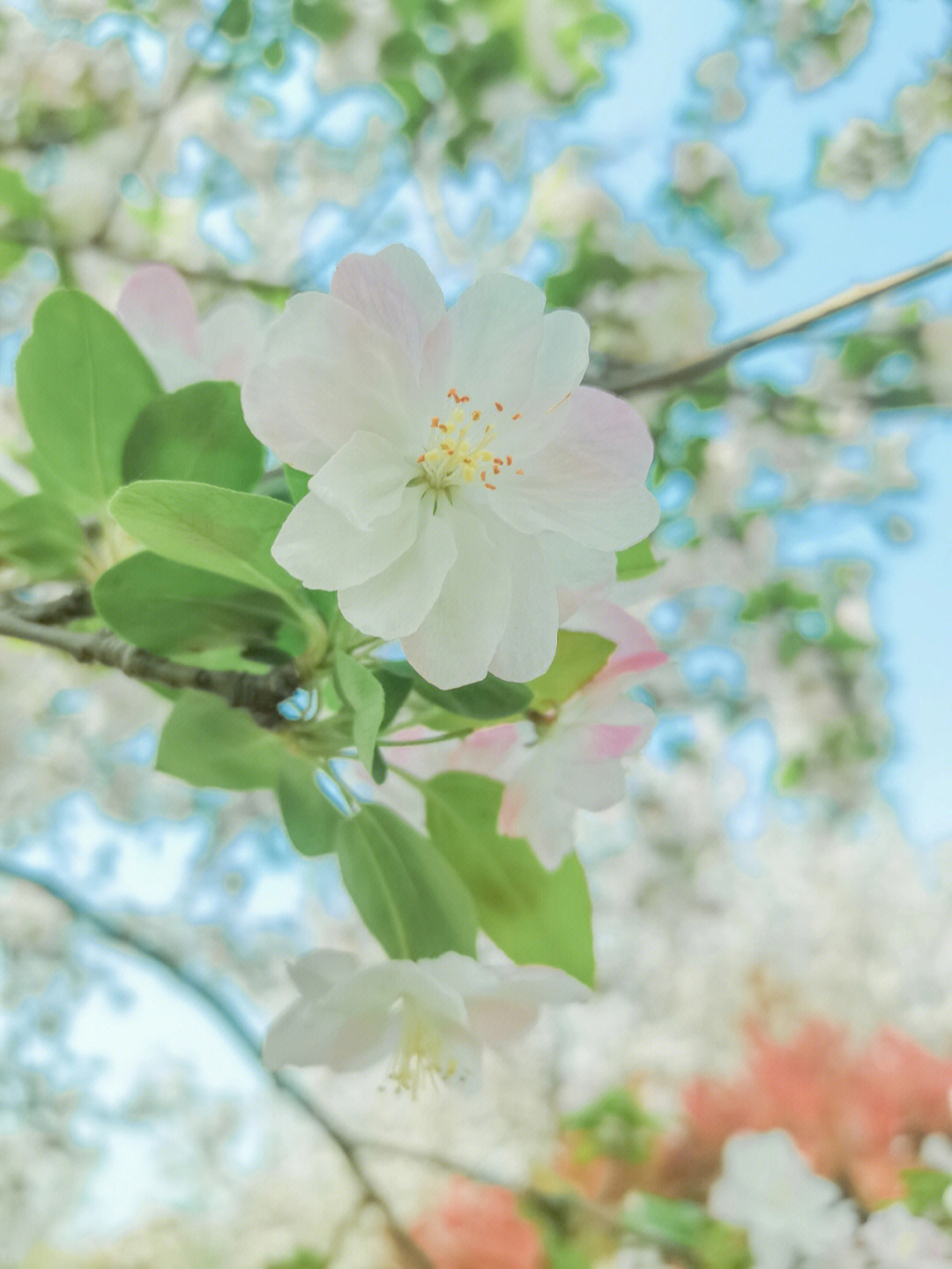 留住春天拍了个樱花