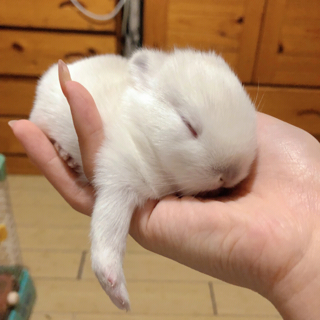 小兔子出生10天爬出窝图片