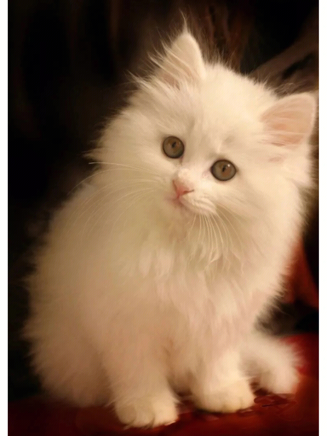 波斯猫(persian cat)是以阿富汗的土种长毛猫和土耳其的安哥拉长毛猫