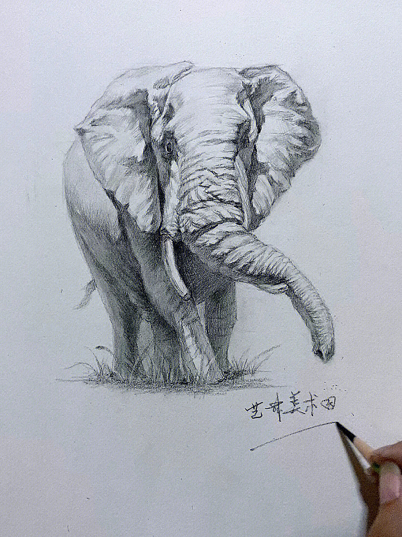 大象速写简笔画图片