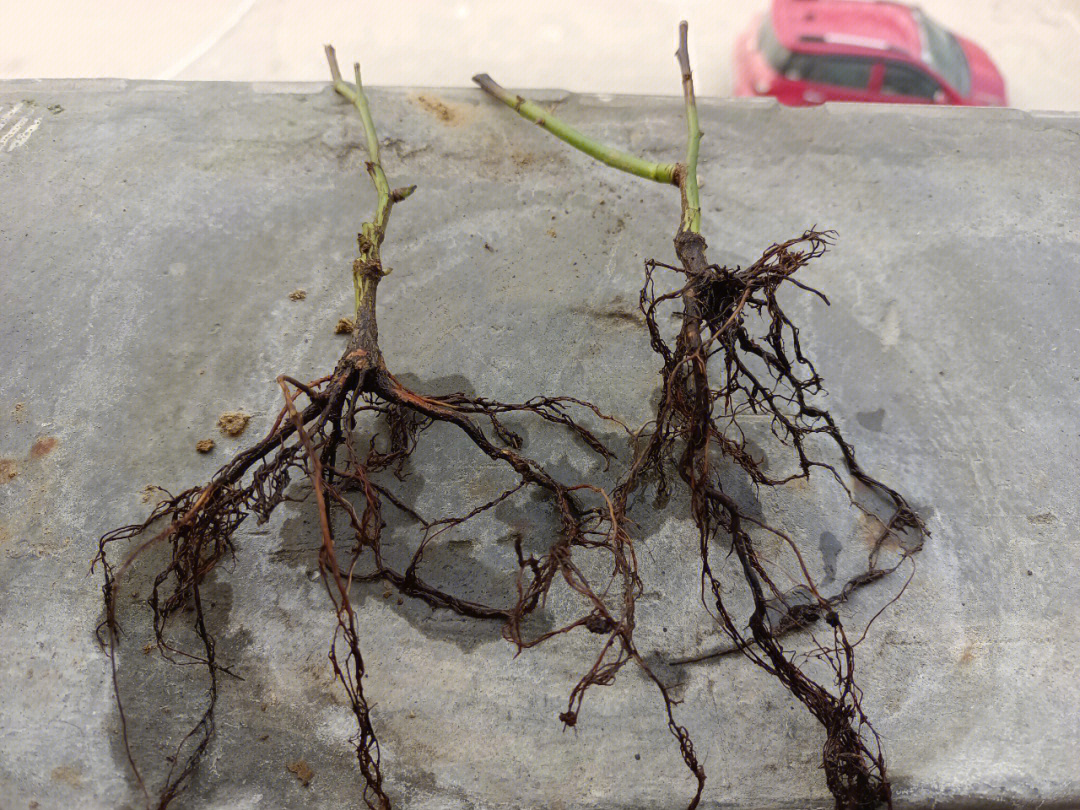 杉是烂根僵化苗激素生根图片月季花根月季的根系图片月季花的根系图片