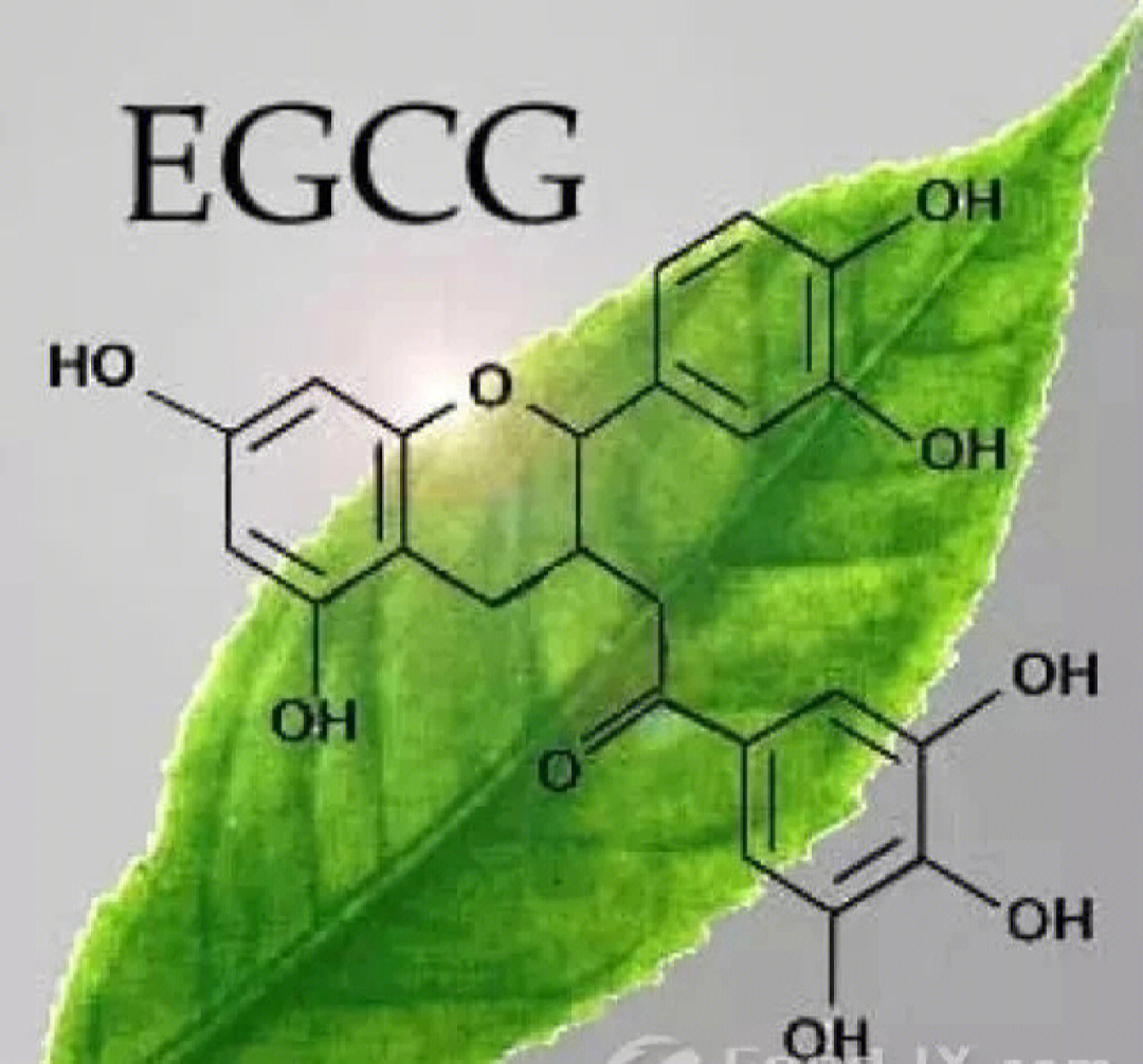 茶多酚的作用图片