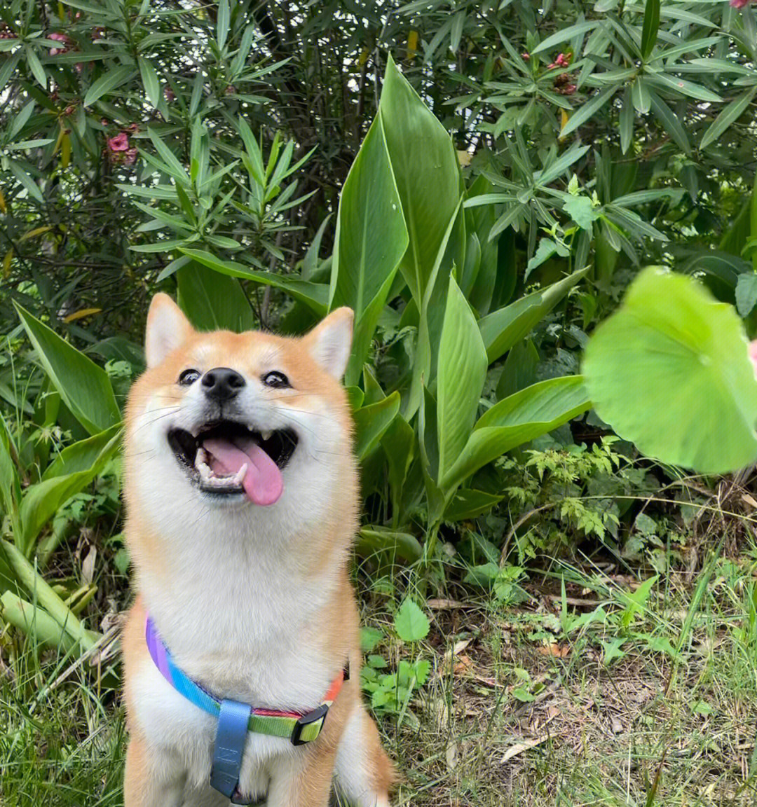 阿水柴犬图图片