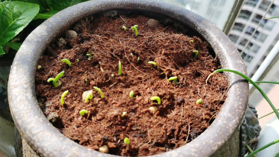 豌豆苗发芽了