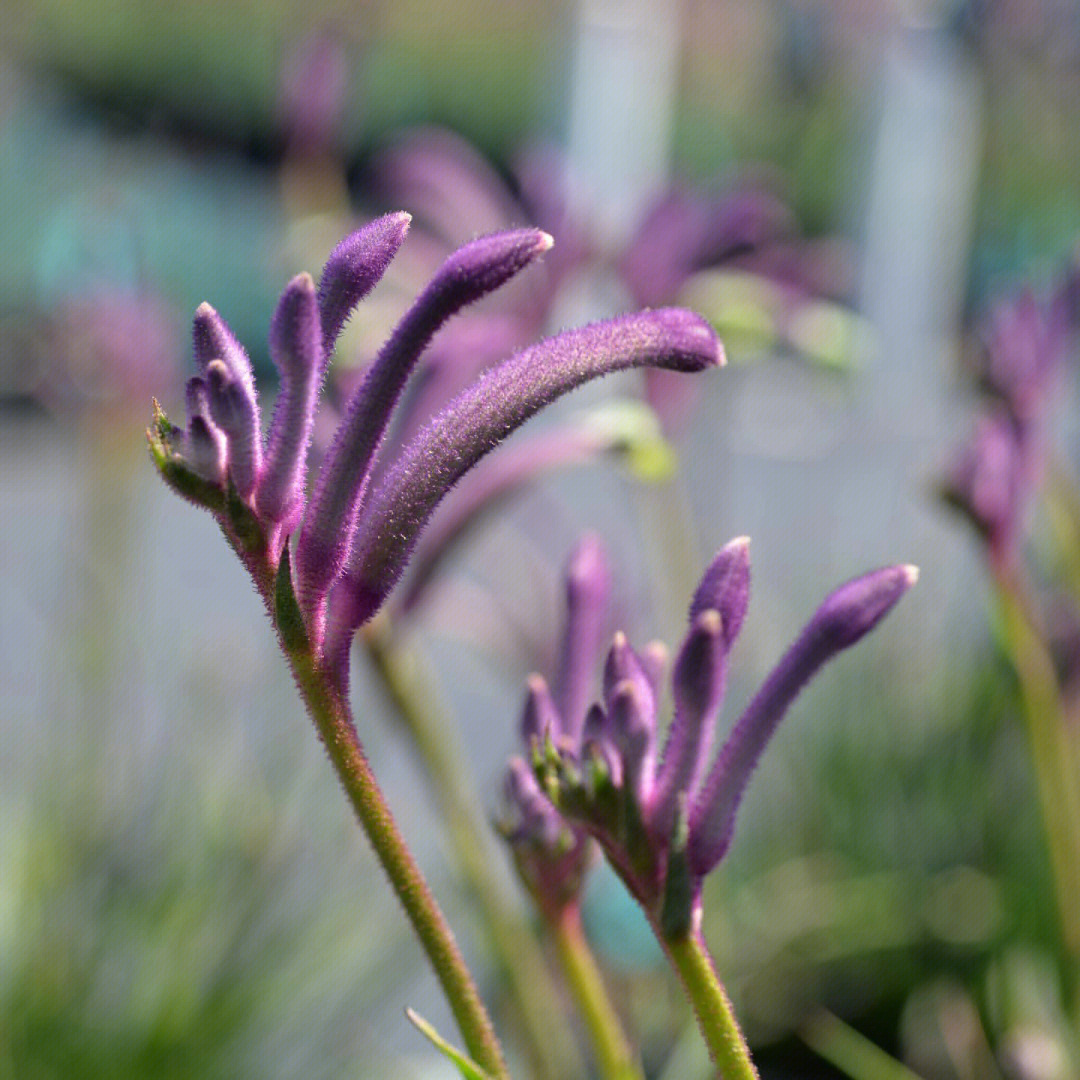 袋鼠爪花花语图片