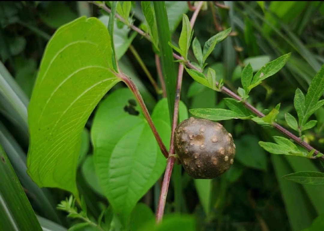 黄独出块茎藤上挂着费列罗