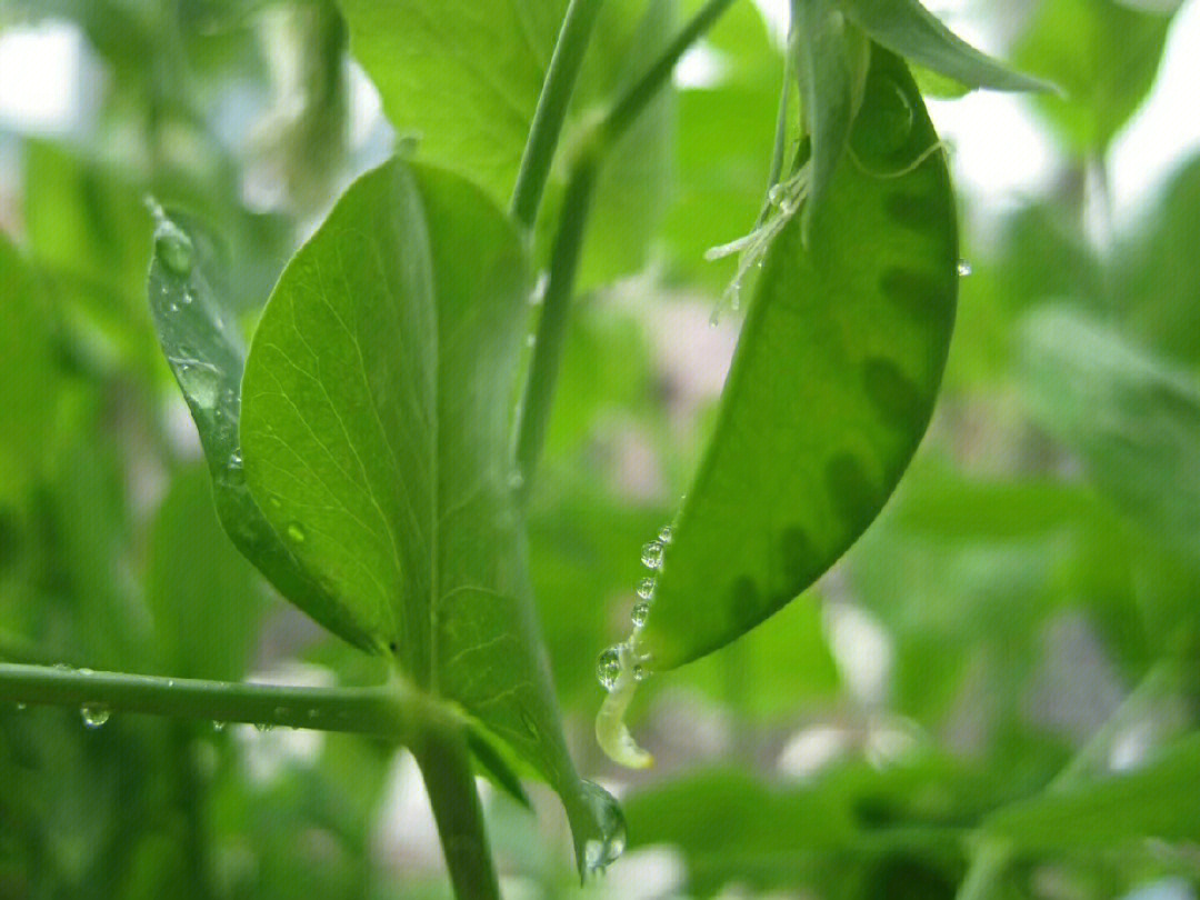 豌豆荚菜叶图片图片